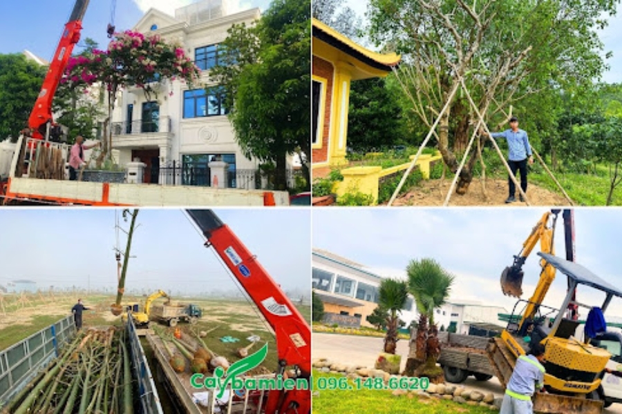 Công ty TNHH Thương mại và Dịch vụ Cây Ba Miền
